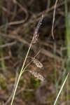 Barratt's sedge